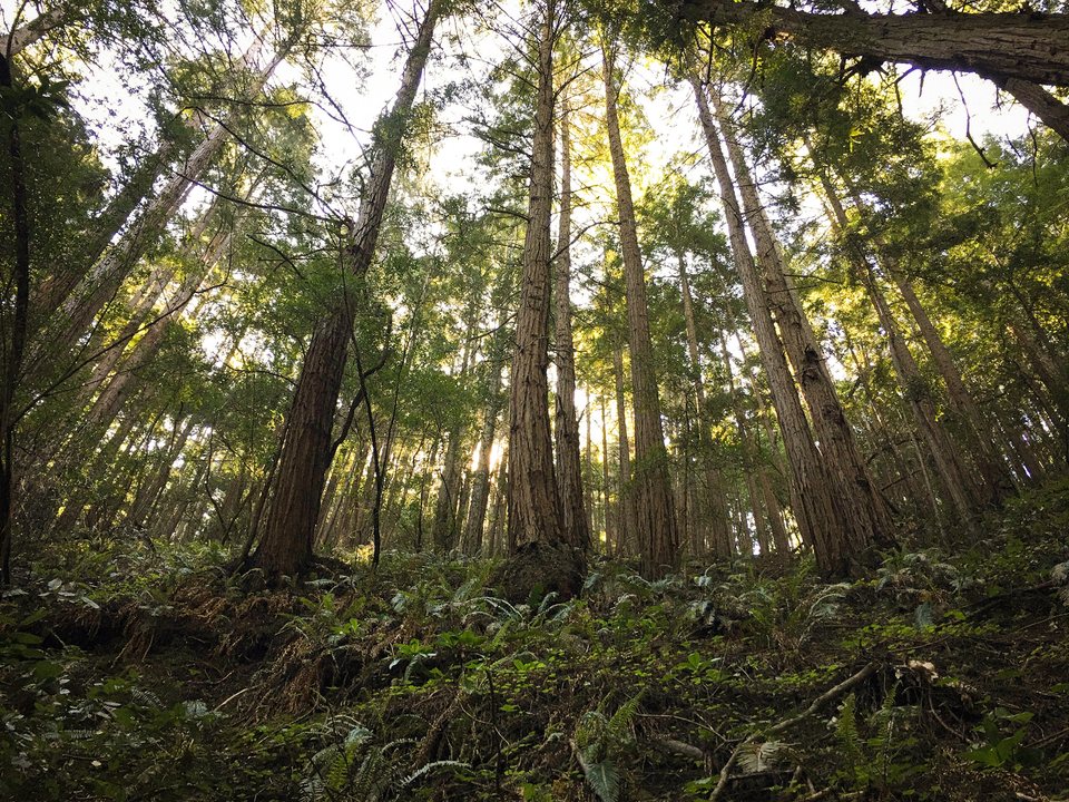 Sunlight falling through tall redwoods in Muir Woods, California